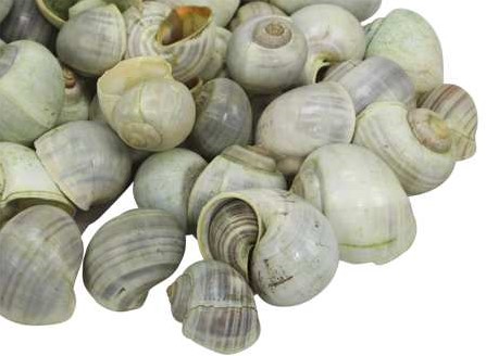 Nattai schelpen groen washed, 1 kilo