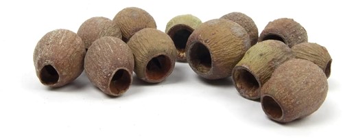 Eucalyptus Bells – Los – ca. 1 kg – Natuurlijke zaaddozen Natuurlijk bloemschikmateriaal