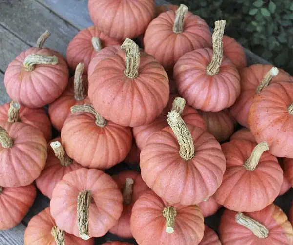 Pompoen Miss Sophie Pink met platronde vorm en lange sierlijke steel (3).webp