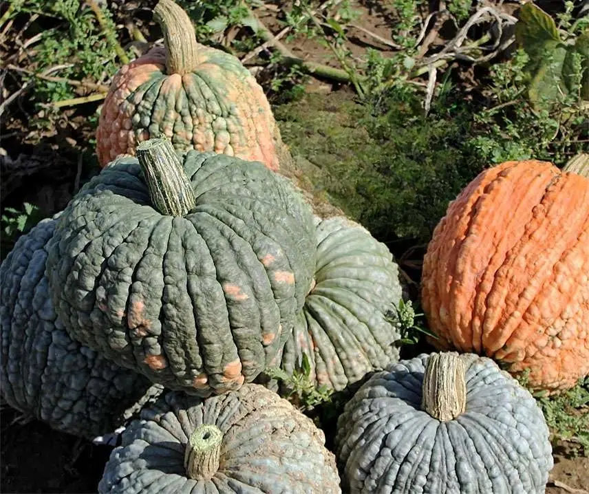 Pompoen Morocco pompoenzaden -.webp