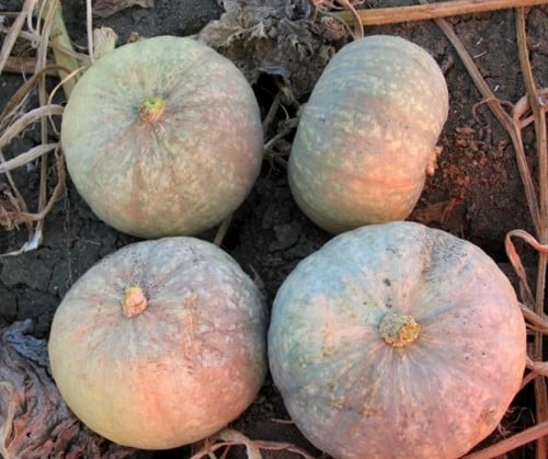 Giselle F1 eetpompoenzaden basiseenheid Kabocha grijs