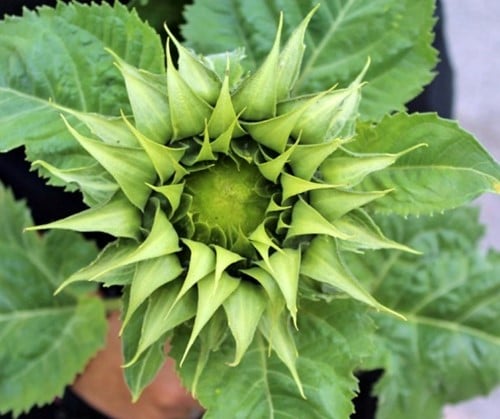 Helianthus SunFill groen F1 5000 zaden Zonnebloemzaden