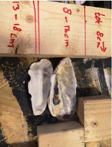 Oesterschelpen biologisch watercleaned ca. 16 stuks om bv te beschilderen kleiner dan 8 cm
