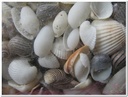 Schelpenmix 1 kg middenmaat small 