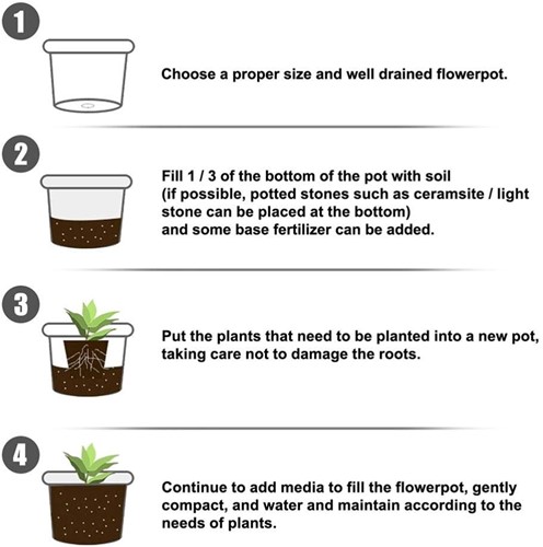 Wortelpoeder, bewortelingspoeder 50gr voor binnen en buitenplanten