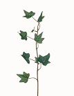 Hedera Tak ca. 33cm klimop