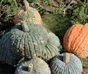 Pompoen Morocco pompoenzaden -.webp