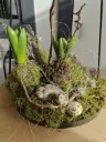 doenblad bunny bolletjes.webp