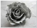 A-008089 Foamroos Sophie Snow Gr.webp