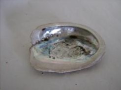 Abelone middel schelp gepolijst, 13-15 cm per stuk