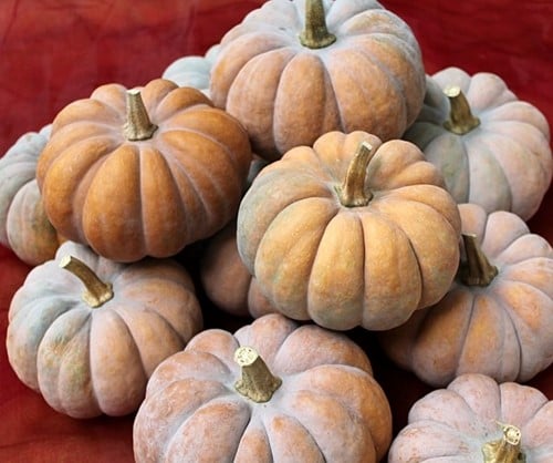 Montillo moschata muskaatpompoen 50 zaden