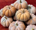 Montillo moschata muskaatpompoen 250 zaden