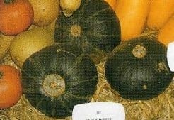 Black forest kabocha pompoen 50 zaden