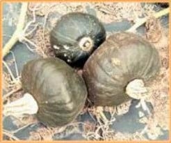 Buttercup Bitterroot pompoen 250 zaden