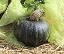 Kabocha BSPL01 F1 Groen Pompoen zaden