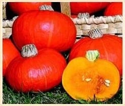 Sunny Hokkaido F1 / SunshineF1 pompoen basiseenheid zaden