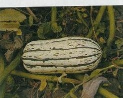 Bush delicata pompoen 50 zaden