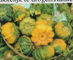 Guicoy-mini pompoen basiseenheid