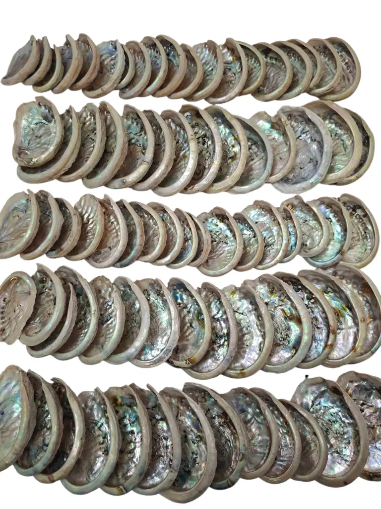 Abalone Haliotis Midae schelpen 1 kilo