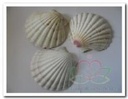 Pecten Maximus Jacobsschelp BOL Per stuk 