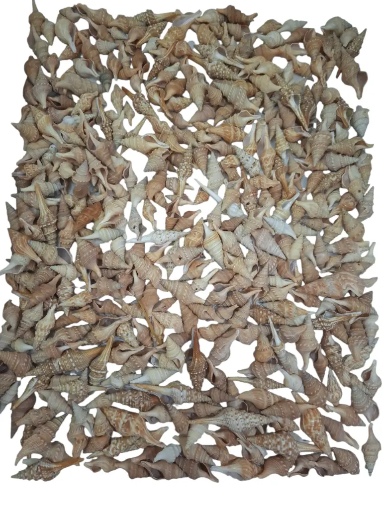 Chinna schelpen 750 gram