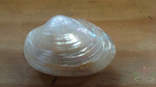 Baby Clam mosselschelpen Parelmoer 6 stuks