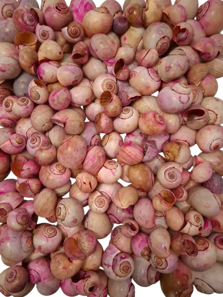 Nattai schelpen Fuchsia washed 1 kilo