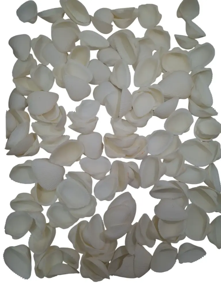 Arca schelpen Wit 1 kilo