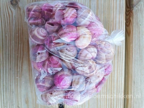 Landsnail small geboorde schelpen Fuchsia washed 250 gram