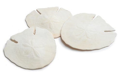 Arrowhead Sand-dollar schelpen 14 cm 4 stuks