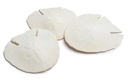 Arrowhead Sand-dollar schelpen 14 cm 4 stuks