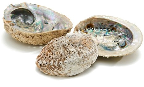 Abalone schelp extra groot formaat 14 cm per stuk