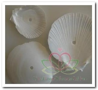 Amusium Japonicum Geboorde Schelpen Hole 4 mm Per kilo