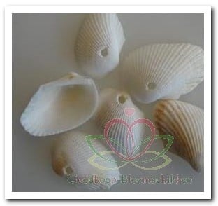 White Litob Geboorde Schelpen Hole 4 mm Per kilo