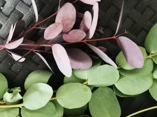 Bloemenzuigverf Aquatint 15 Kers voor verse bloemen 30ml