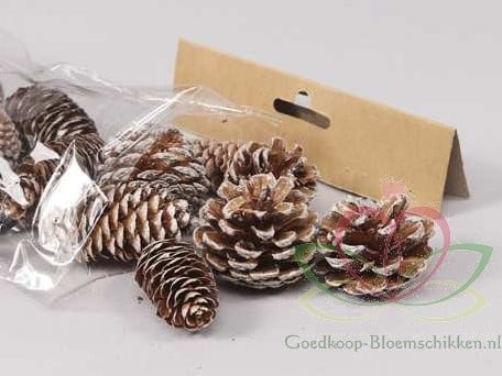 Dennenappel Ray Cones White Wash 100 gram kleinverpakking