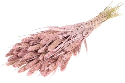 Setaria Trosgierst Misty Pink Bundel
