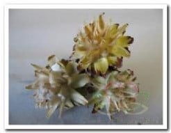 Leucadendron Plumosum op draad White Wash doos ca. 40 stuks