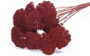 Achillea Parker Rood droogbloem SB