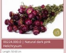 Helichrysum Dark Pink bundel droogbloemen