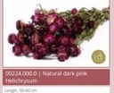Helichrysum Dark Pink bundel droogbloemen