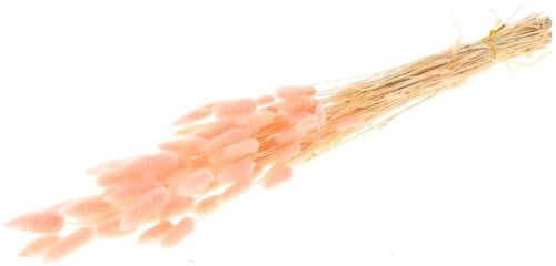 Lagurus Ovatus Pluimgras Graspluimen Soft Pink Roze 60 cm 50 gram bundel
