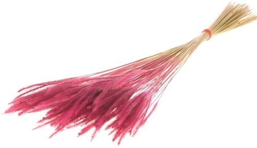 Soft Worms Grass alternatief voor Lagurus Pink