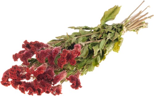 Celosia Rood Hanekam