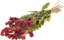Celosia Rood Hanekam
