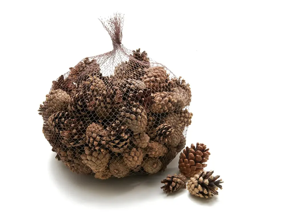 Dennenappel Silvester Naturel ca. 1 kg