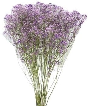 Gips Lila Gipskruid 70 cm in hoes