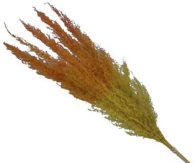 Pampasgras Two Tone YellowOrange 75 cm 5 stuks