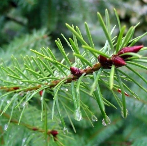 Geurolie Dennen voor melts kaarsen en zeep 20 ml