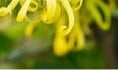 Geurolie Ylang-Ylang voor melts kaarsen en zeep 20 ml